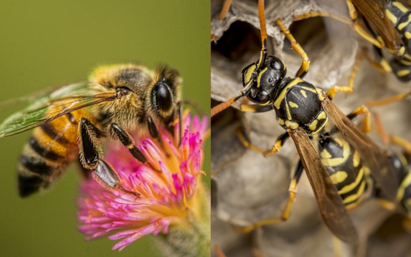 Abejas y Avispas